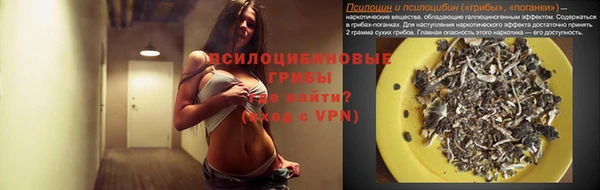 стаф Алзамай